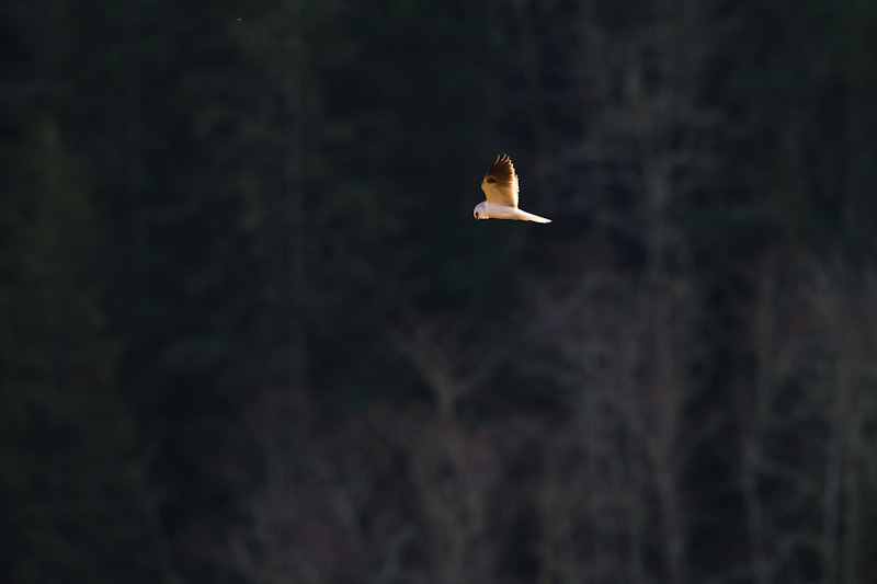 White-Tailed Kite In Flight